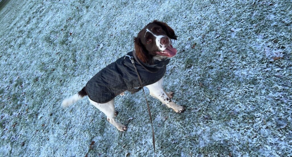 Website developer Tom's dog Sully (a springer spaniel) out for a walk in frosty conditions.
